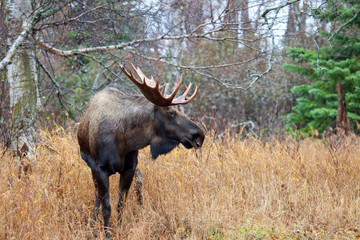 Naklejka na ściany i meble Male Bull Moose with Big Antlers, Standing in a Forest. Alaska, USA