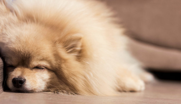 Pomeranian Puppy Is Sleeping 