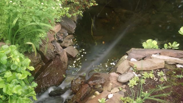 Time lapse and time-exposure of a freshwater pond with frame blending.
