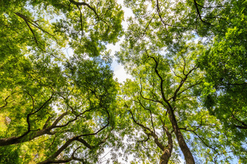Looking up through the tree canopy to the sky above