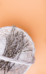 Obraz premium Willow in white whicker basket on pink pastel background