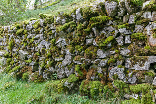 Moss covered dry stome Yorkshire Dales wall.