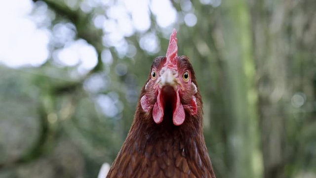Chicken looking in the camera