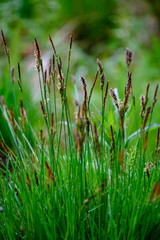 green spring foliage macro close up in nature