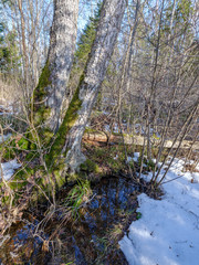 sunny winter forest with snow leftovers and green foliage
