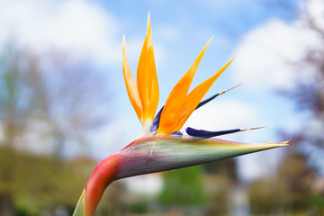 Obraz premium Strelitzia
