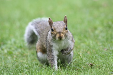 squirrel