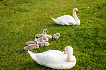 Pair of swans with babies, Home Park, Hampton Wick, Surrey, England, UK