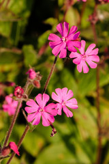 Fototapeta premium Red campion wild flowers - silene dioica,