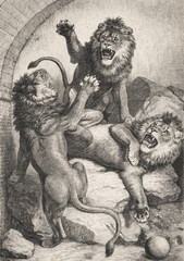 Battle of the male lions in the zoological garden in Berlin. - Illustration