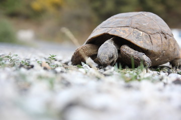 turtle on the road