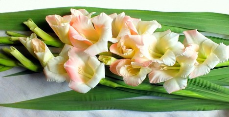 gladiolus