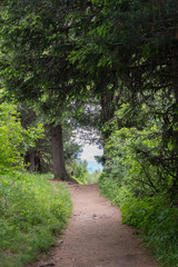 Fototapeta na wymiar Alpe di Siusi, Seiser Alm with Sassolungo Langkofel Dolomite, a dirt path next to a tree
