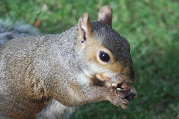 squirrel eating nut