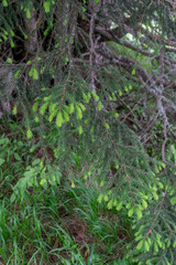 Alpe di Siusi, Seiser Alm with Sassolungo Langkofel Dolomite,  leaves of a tree
