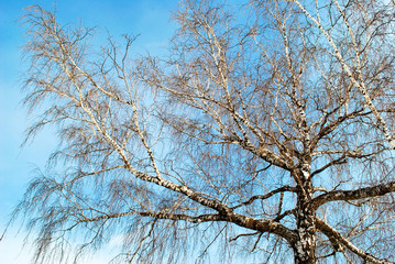 blue sky with clouds between birches without leaves