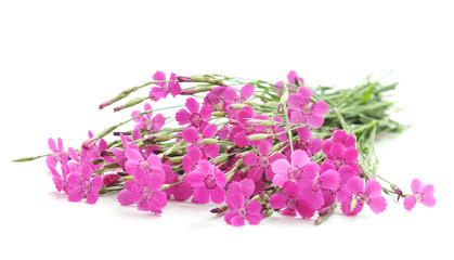 Beautiful pink carnations.