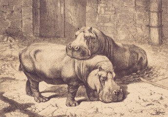 The hippos at Amsterdam Zoo. - Illustration, Amsterdam, Netherlands, 1870-1879, 19th Century, 19th Century Style