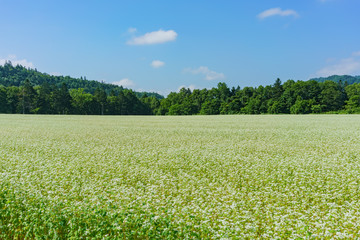 Large field of potato flower blossom