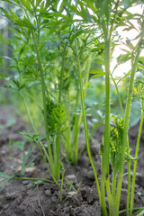 Pousses de carottes