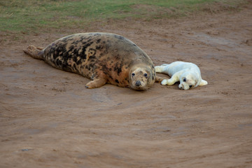 Grey seal