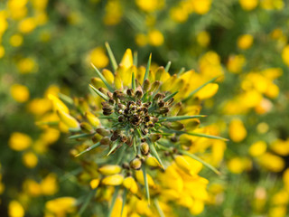 Common gorse (Ulex europaeus) in bloom