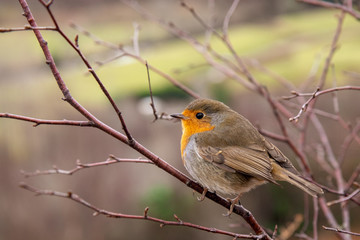 Beautiful European Robin. Typical bird. Curious, cautious, fast. Flying from place to place, exploring, climbing on a branch, sitting or jumping on grass.