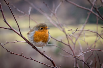 Beautiful European Robin. Typical bird. Curious, cautious, fast. Flying from place to place, exploring, climbing on a branch, sitting or jumping on grass.