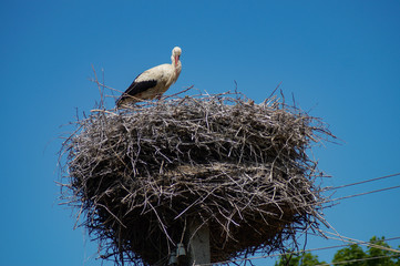 stork in nest