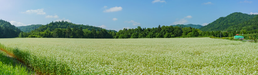 Large field of potato flower blossom