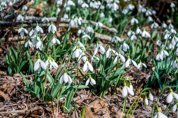 Snowdrops