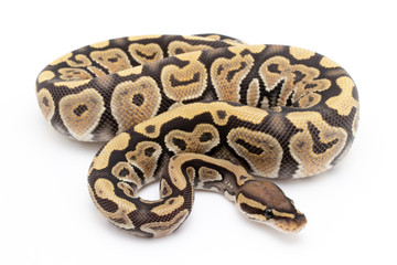 Ball Python Snake Reptile Animal on White Background