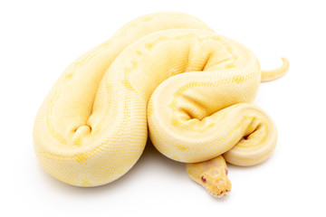 Ball Python Snake Reptile Animal on White Background