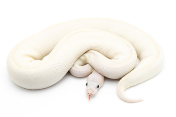Ball Python Snake Reptile Animal on White Background