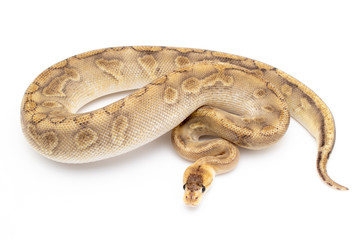 Ball Python Snake Reptile Animal on White Background