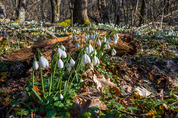 Snowdrops