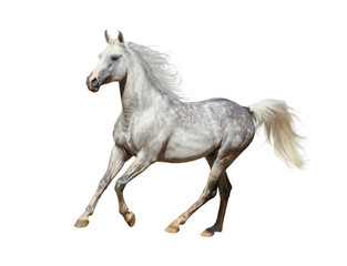 Fototapeta na wymiar Arabian horse over a white background