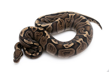 Ball Python Snake Reptile Animal on White Background