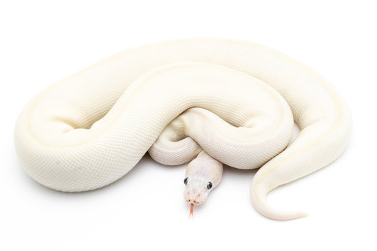Ball Python Snake Reptile Animal on White Background
