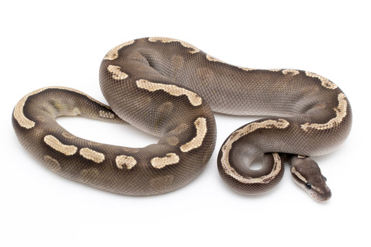Ball Python Snake Reptile Animal on White Background
