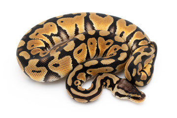 Naklejka premium Ball Python Snake Reptile Animal on White Background