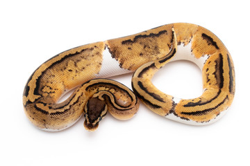 Ball Python Snake Reptile Animal on White Background