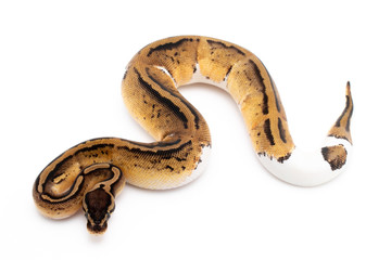 Ball Python Snake Reptile Animal on White Background
