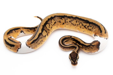 Ball Python Snake Reptile Animal on White Background