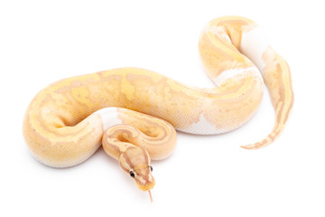 Ball Python Snake Reptile Animal on White Background