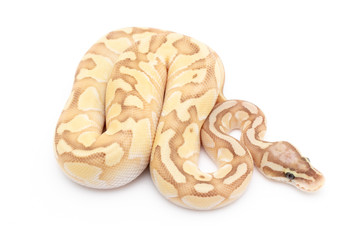 Ball Python Snake Reptile Animal on White Background
