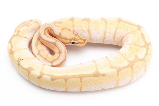 Ball Python Snake Reptile Animal on White Background