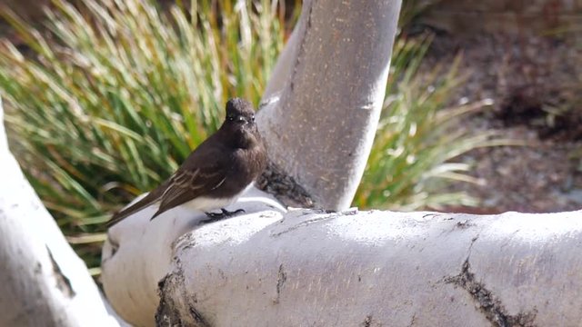 A black phoebe bird lands on a tree branch hunting for insects to eat in its natural habitat in California.