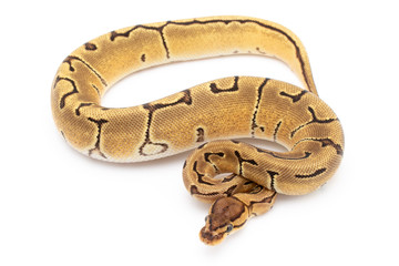 Ball Python Snake Reptile Animal on White Background