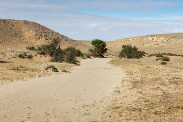 Fototapeta na wymiar green trees in the desert, Gobi desert, Mongolia